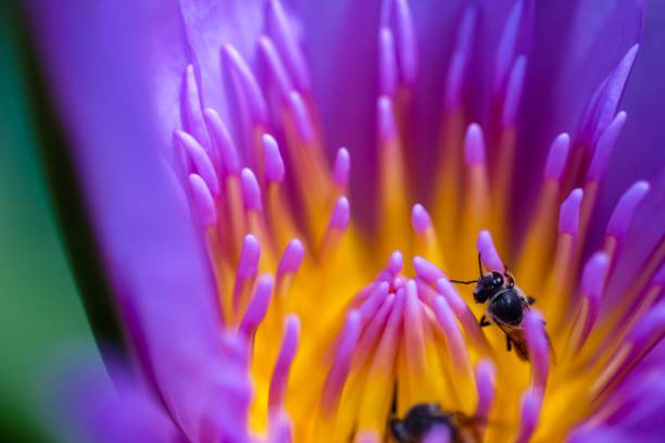 istock Bee and lotus flower in the garden 923266416