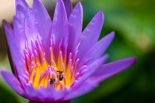 istock Bee and lotus flower in the garden 923266426