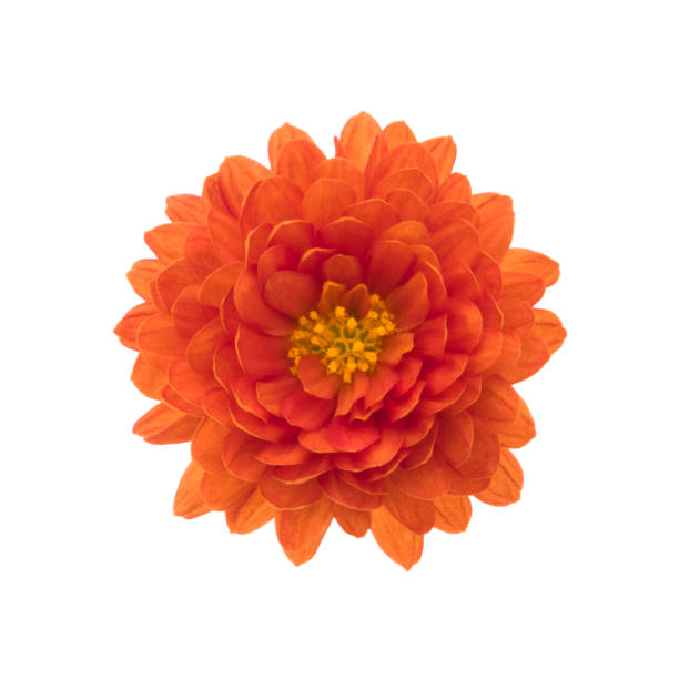 crisantemo aislada sobre fondo blanco. enfoque profundo. sin polvo. sin polen. - flower single flower orange gerbera daisy fotografías e imágenes de stock