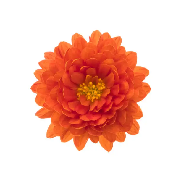 Photo of Chrysanthemum isolated on white. Deep Focus. No dust. No pollen.