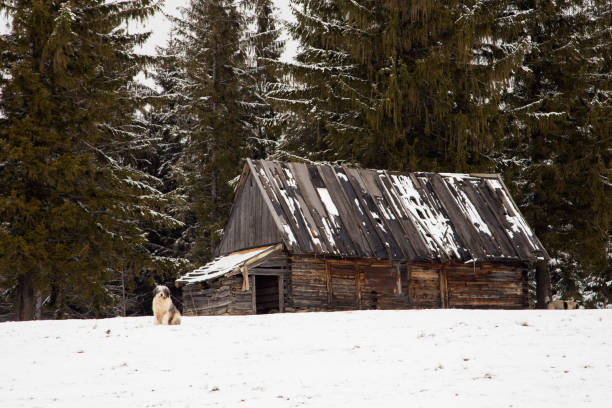 istock Rural landscape of the romanian sheepfold 923267808