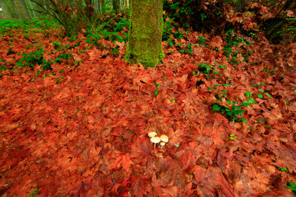 noroeste pacífico bosque con setas - mushrooms of the northwest fotografías e imágenes de stock