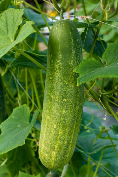 istock Cucumber in the garden 923274446
