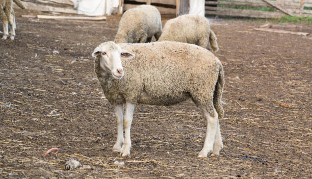 istock Sheep with other sheep in the pen 923275736
