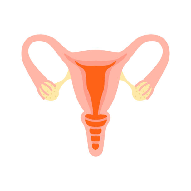 Female reproductive system. Healthy womb. Female reproductive system. Healthy womb. Gynecology, anatomy concept. Human internal organs. Vector illustration. Flat style design female likeness illustrations stock illustrations