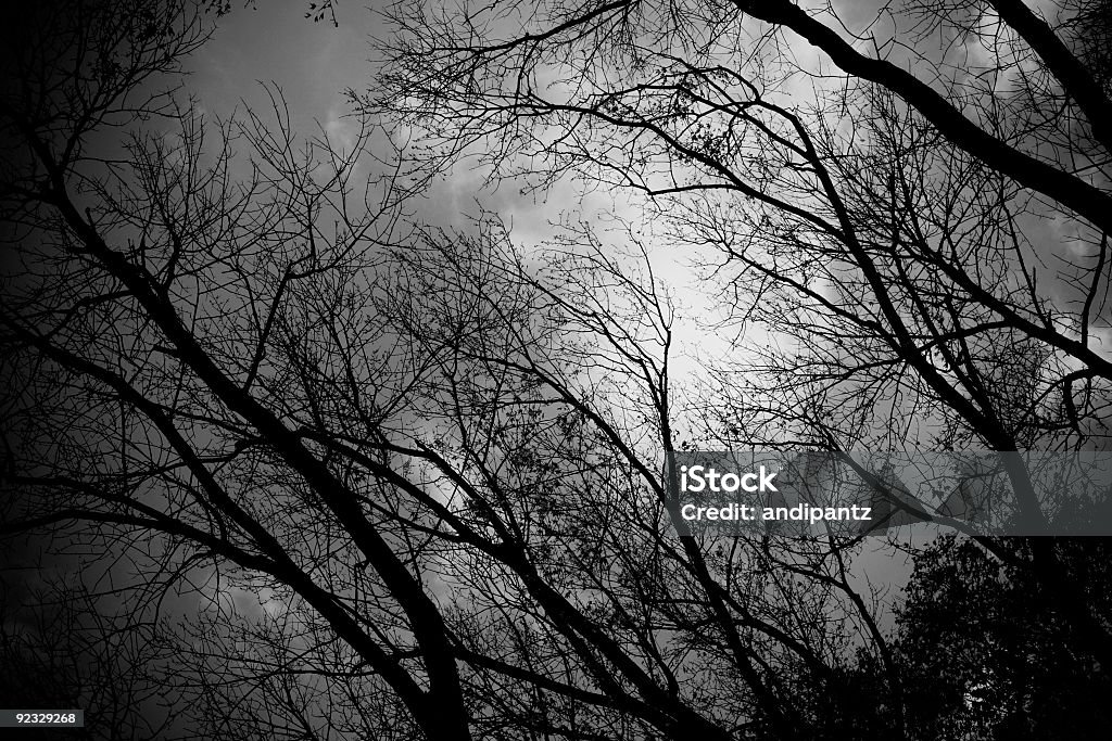 spooky árboles - Foto de stock de Aire libre libre de derechos