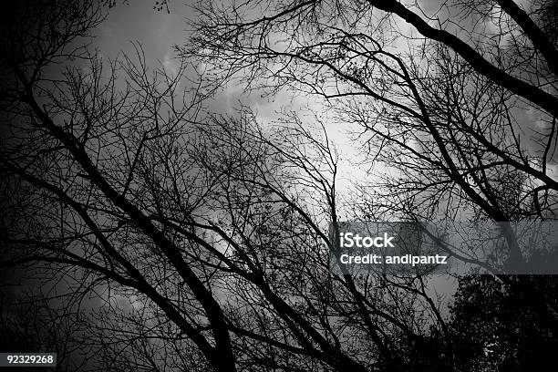 Spooky Árboles Foto de stock y más banco de imágenes de Aire libre - Aire libre, Anochecer, Belleza de la naturaleza