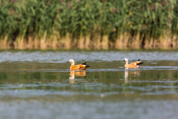 istock two ruddy shelducks (tadorna ferruginea) swimming, water, reed 923293946