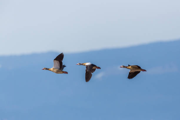 istock three egyptian nile goose birds (alopochen aegyptiaca) in flight 923294136
