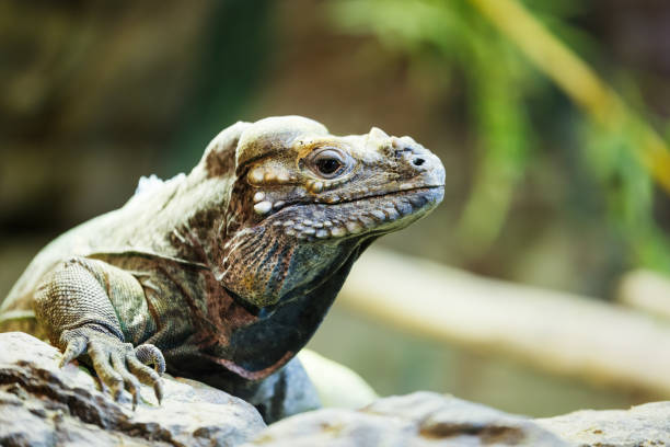 istock leguan reptile sitting on a rock 923294296