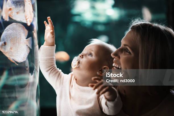 Mother And Her Child Watching Sea Life Stock Photo - Download Image Now - Zoo, Baby - Human Age, Child