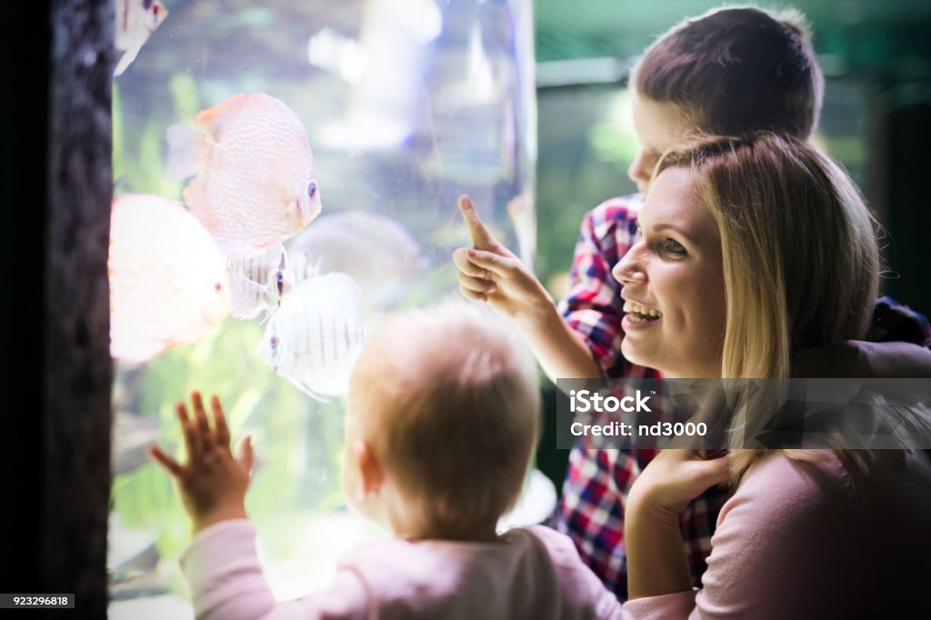 Family watchig fishes at a aquarium Family watchig fishes at a big aquarium Child Stock Photo