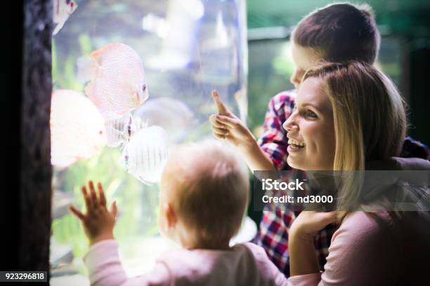 Family Watchig Fishes At A Aquarium Stock Photo - Download Image Now - Child, Zoo, Adult