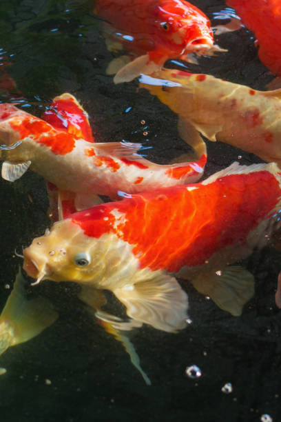 istock Koi, Fancy Carp are swimming in above water surface 923297148