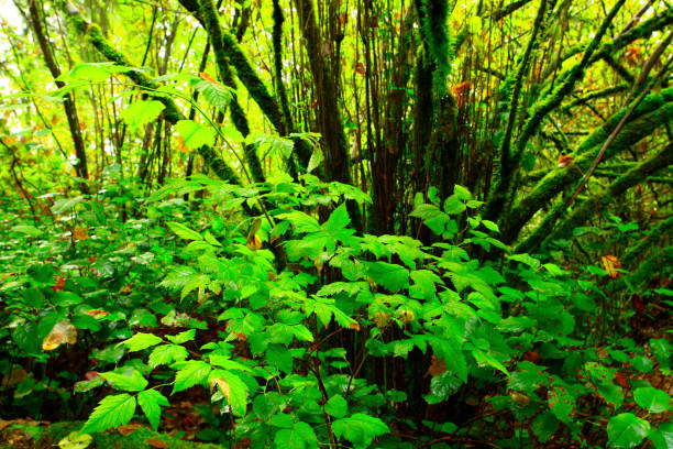 a picture of an exterior Pacific Northwest forest with foam flower plants