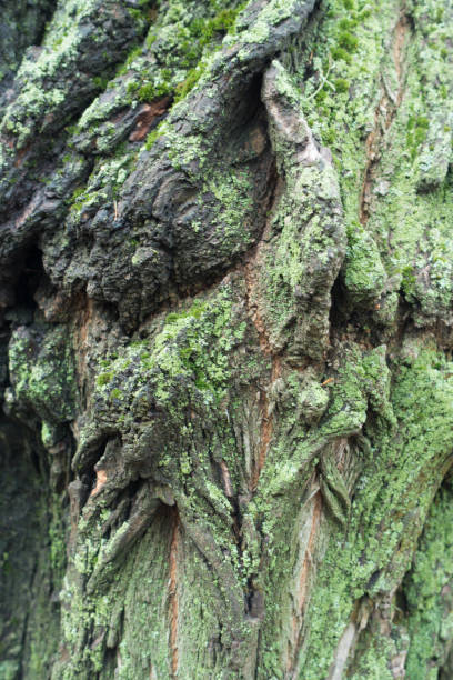 istock Uneven bark of black locust tree with lichen and moss 923297732