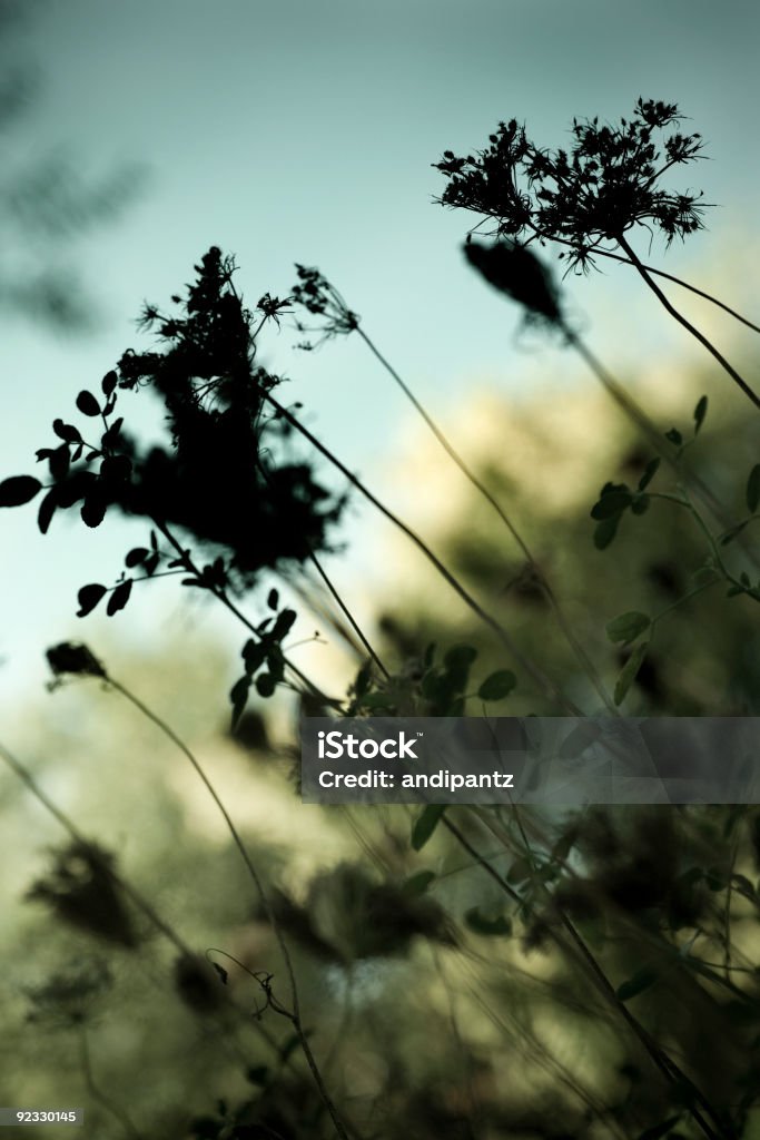 Le piante - Foto stock royalty-free di Ambientazione esterna