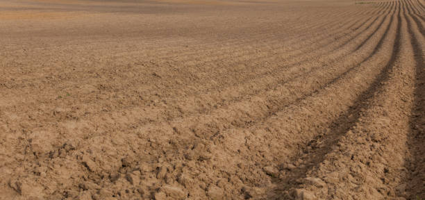 istock Cultivated seeding field ready for cultivation. 923302212