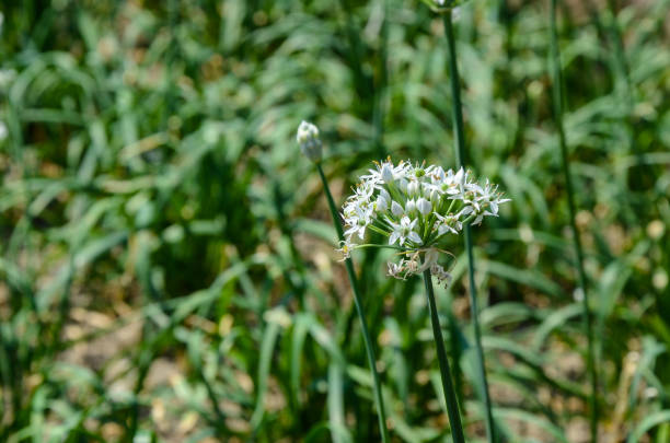 istock Leek flowers chives 923305110