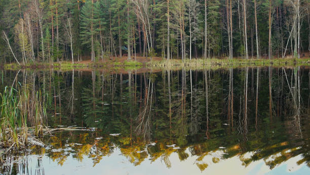 istock Small waves on a surface of beautiful forest lake. 923305996