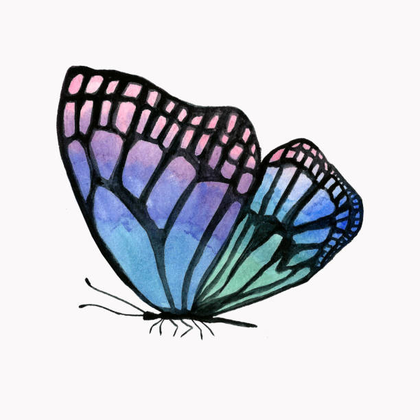 Illustration of a watercolor butterfly with a black outline. Illustration of a watercolor butterfly with a black outline. Isolated image of an animal on a white background. Drawing of an insect handmade. simple butterfly outline pictures stock illustrations