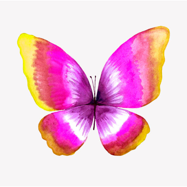 istock Illustration of a watercolor butterfly. 923308576