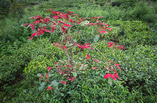 Euphorbia viguieri Denis, beautiful red flower, plant in Tsingy de Bemaraha forest. Madagascar wilderness.