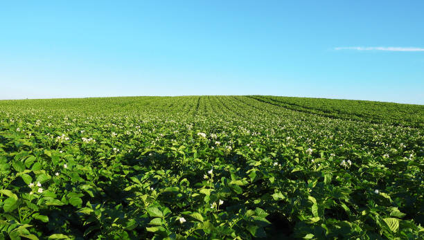 istock Blooming potato field at beautiful day. 923313292