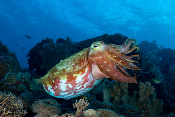 istock Pharaoh Cuttlefish Sepia pharaonis, Banda Sea, Indonesia 923313868