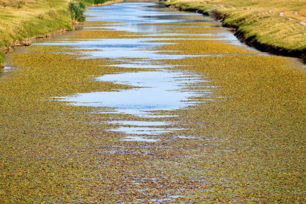 Small river overgrown with algae and water lilies in summer time