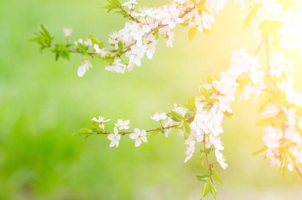 istock Blooming twig of fruit tree in the garden 923314580