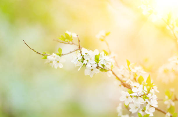 istock Blooming twig of fruit tree in the garden 923314682