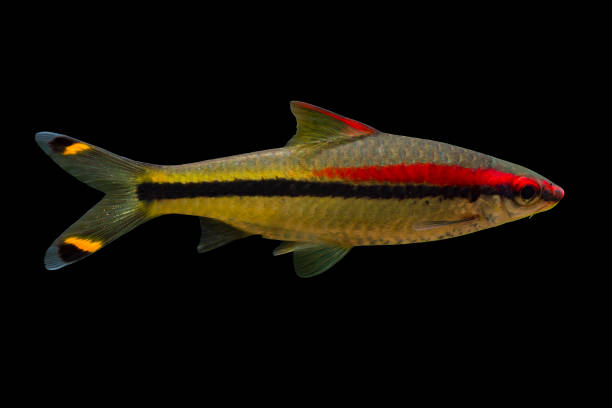 Tropical freshwater fish Denison's Barb (Puntius denisonii) Tropical freshwater fish Denison's Barb (Puntius denisonii) isolated on black background with saved clipping path puntius denisonii stock pictures, royalty-free photos & images