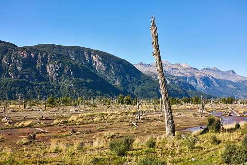Torres del Paine National Park. Andes Mountains in the background and a immaculately clear blue sky above on a sunny day. Dried tree stumps and grass.
