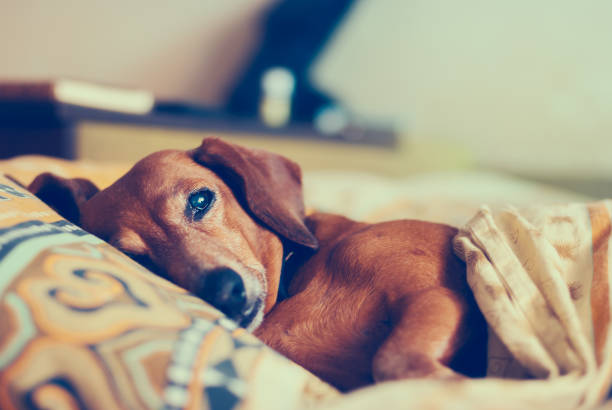 istock Old funny dog lies on a pillow 923321600