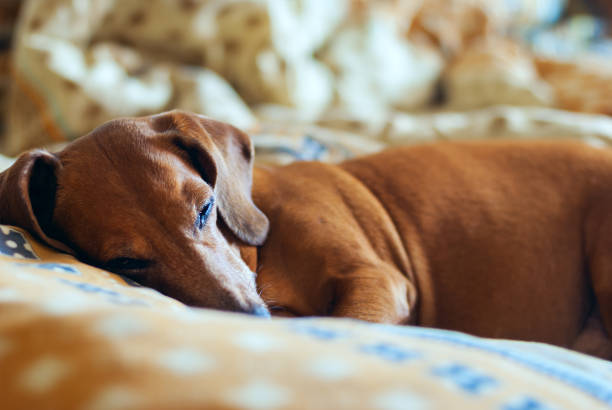 istock Funny dog sleeps on the pillow 923322054
