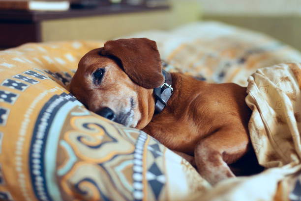 istock Funny small dog lies on a pillow 923322320