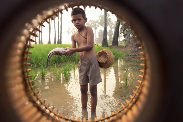 boy asian farmer people on rice green field during morning time