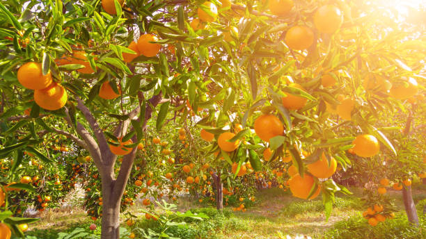 istock Tangerine sunny garden 923333544