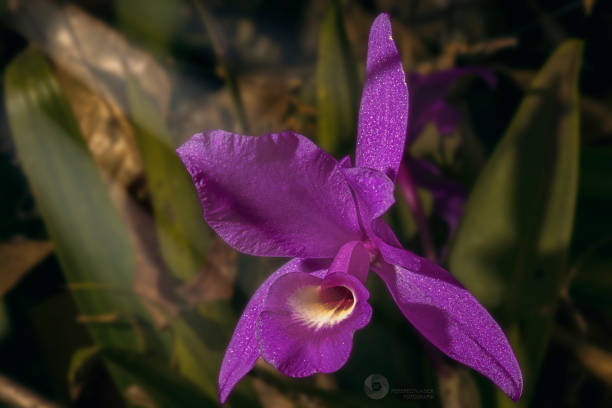 Guariante Skinneri Purple Orchid skinneri stock pictures, royalty-free photos & images