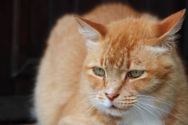 istock Cute Cat Orange Green Eyes 923338008