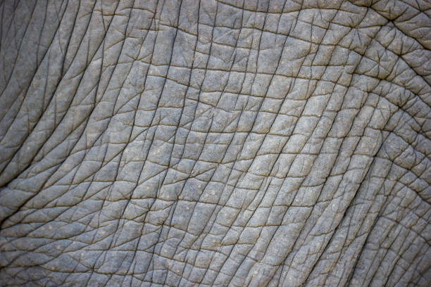 istock Texture of old Asian elephants skin. 923341652