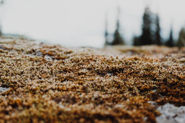 Green moss on stone in a summer forest