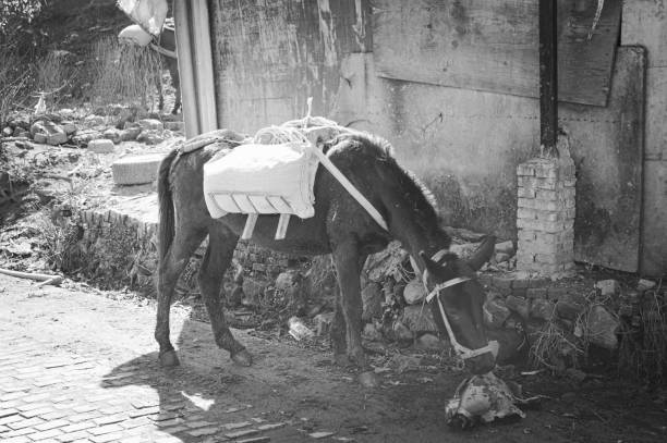 istock Horse eating on a street (Yunnan, China) 923344250
