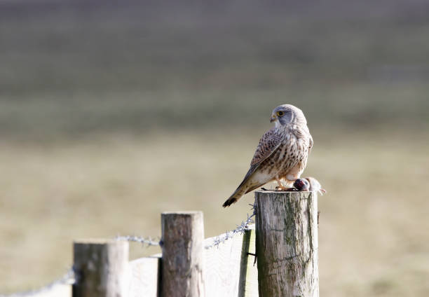istock Common Kestrel (Falco tinnunculus) Male with Prey 923345106