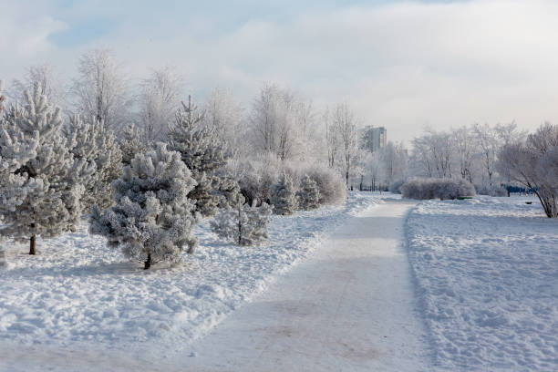 istock Winter landscape, Trees covered with frost 923345150