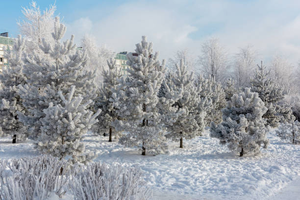 istock Winter landscape, Trees covered with frost 923345188