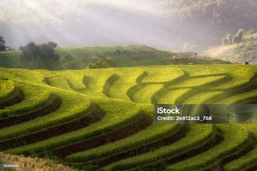 A Photographer take a caption of beautiful step of rice teerace during sunset in Chiangmai, Thailand Agricultural Field Stock Photo