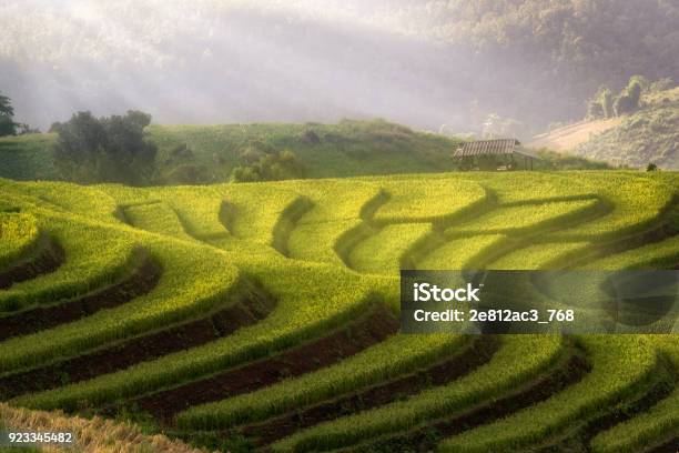 A Photographer Take A Caption Of Beautiful Step Of Rice Teerace During Sunset In Chiangmai Thailand Stock Photo - Download Image Now
