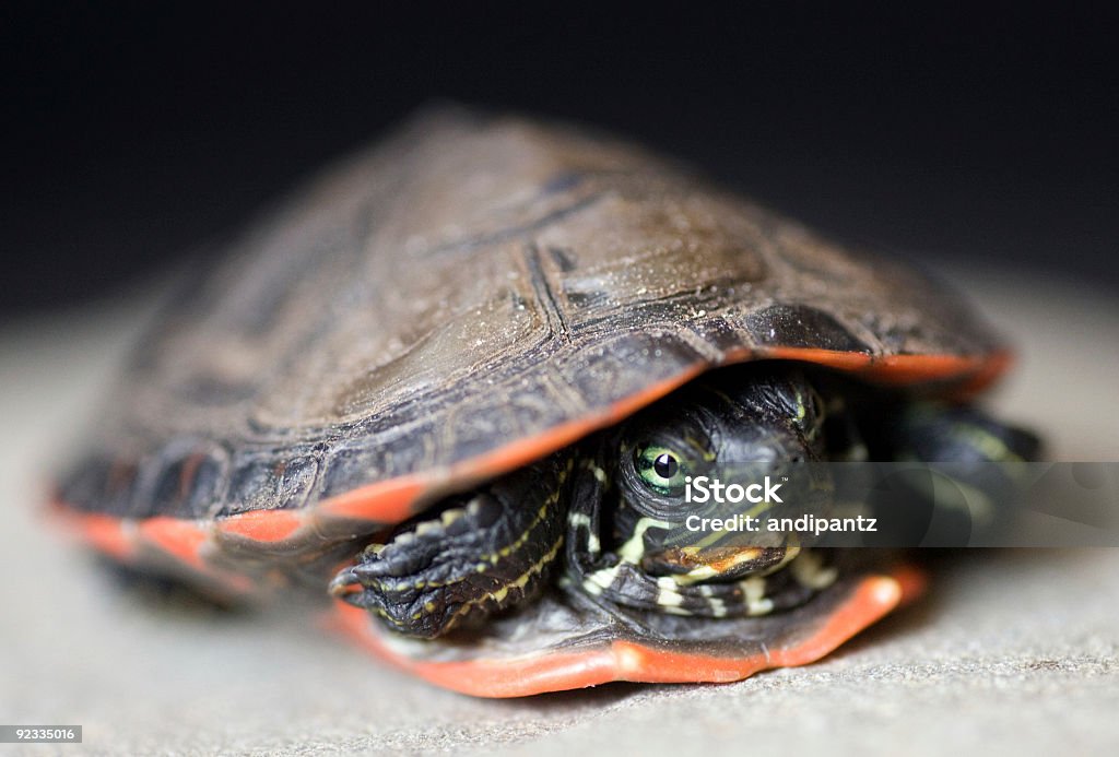 Żółw czerwonobrzuchy - Zbiór zdjęć royalty-free (Bagno)